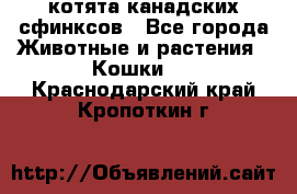 котята канадских сфинксов - Все города Животные и растения » Кошки   . Краснодарский край,Кропоткин г.